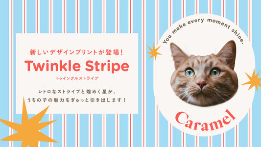 【NEW】新デザイン「Twinkle Stripe（トゥインクルストライプ）」が登場！